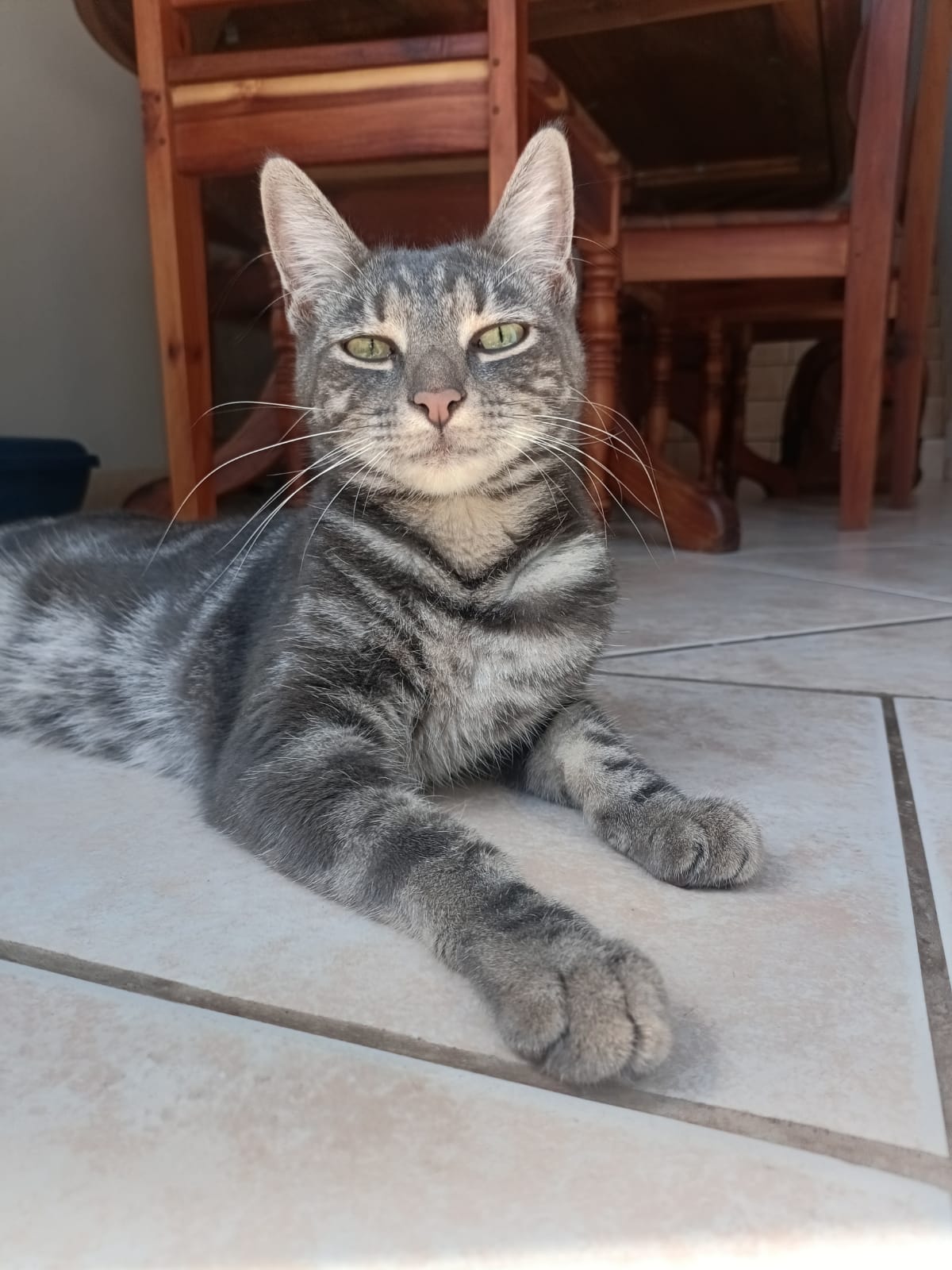 Why Cats & What Makes Them So Special? Sitr